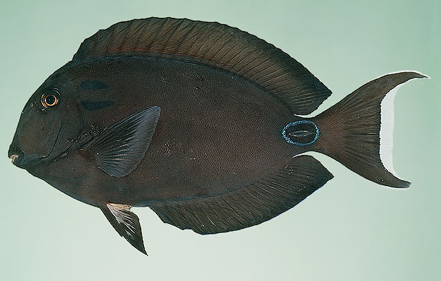 Acanthurus tennentii Günther, 1861